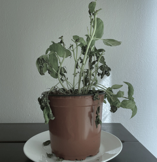 Supermarket Herbs