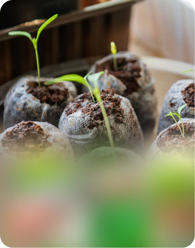 Mess-Free Gardening