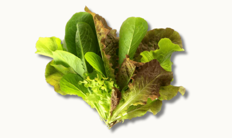 Baby Leaf Lettuce