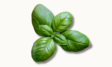Basil