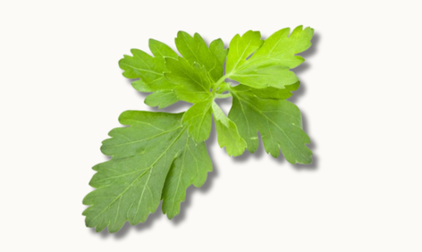 Coriander