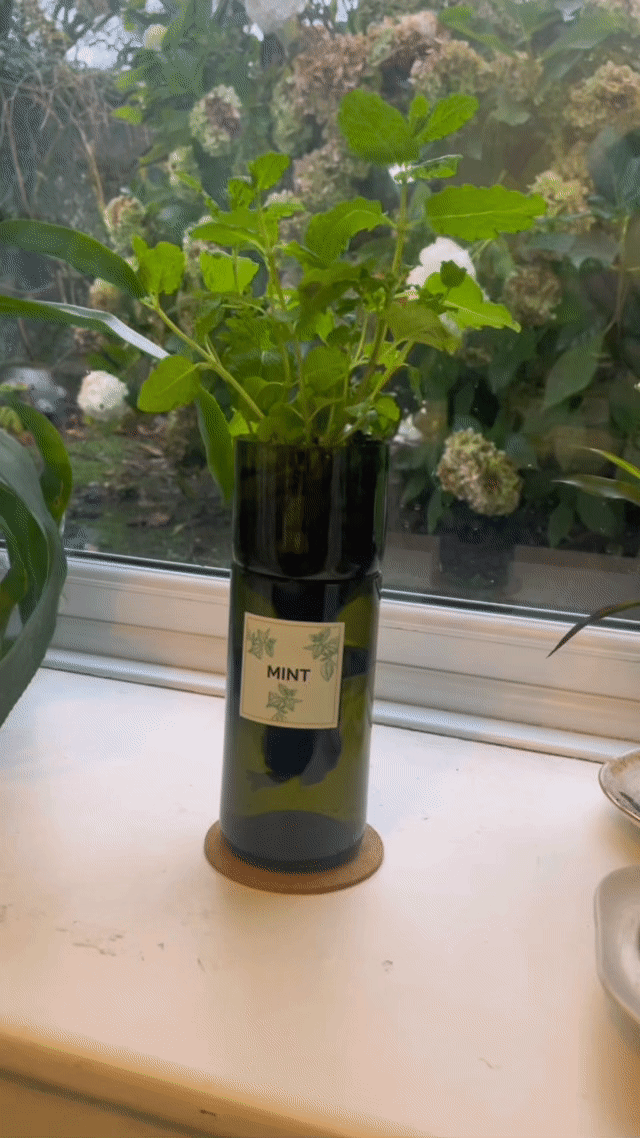 Hydroponic herb growing kit featuring an upcycled wine bottle self-watering planter with fresh mint growing indoors on a windowsill.