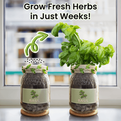 Before and after image showing basil growth using an indoor herb growing kit with a glass jar planter, soil, and growing medium, placed on a windowsill. Grow fresh herbs in weeks.