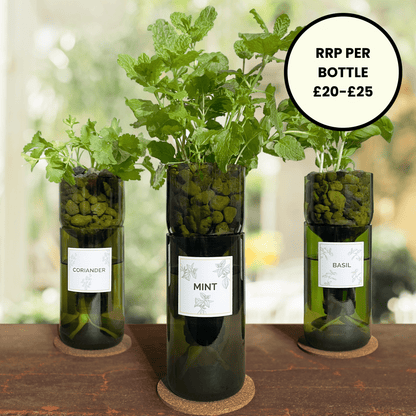 Hydroponic Herb Grow Bottle - Wholesale