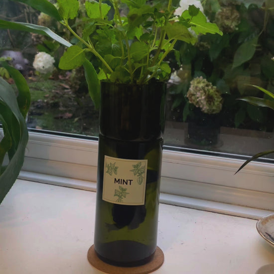 Instructional video showing how to set up and use a self-watering hydroponic herb planter made from an upcycled wine bottle to grow fresh basil, mint, chives and coriander indoors.