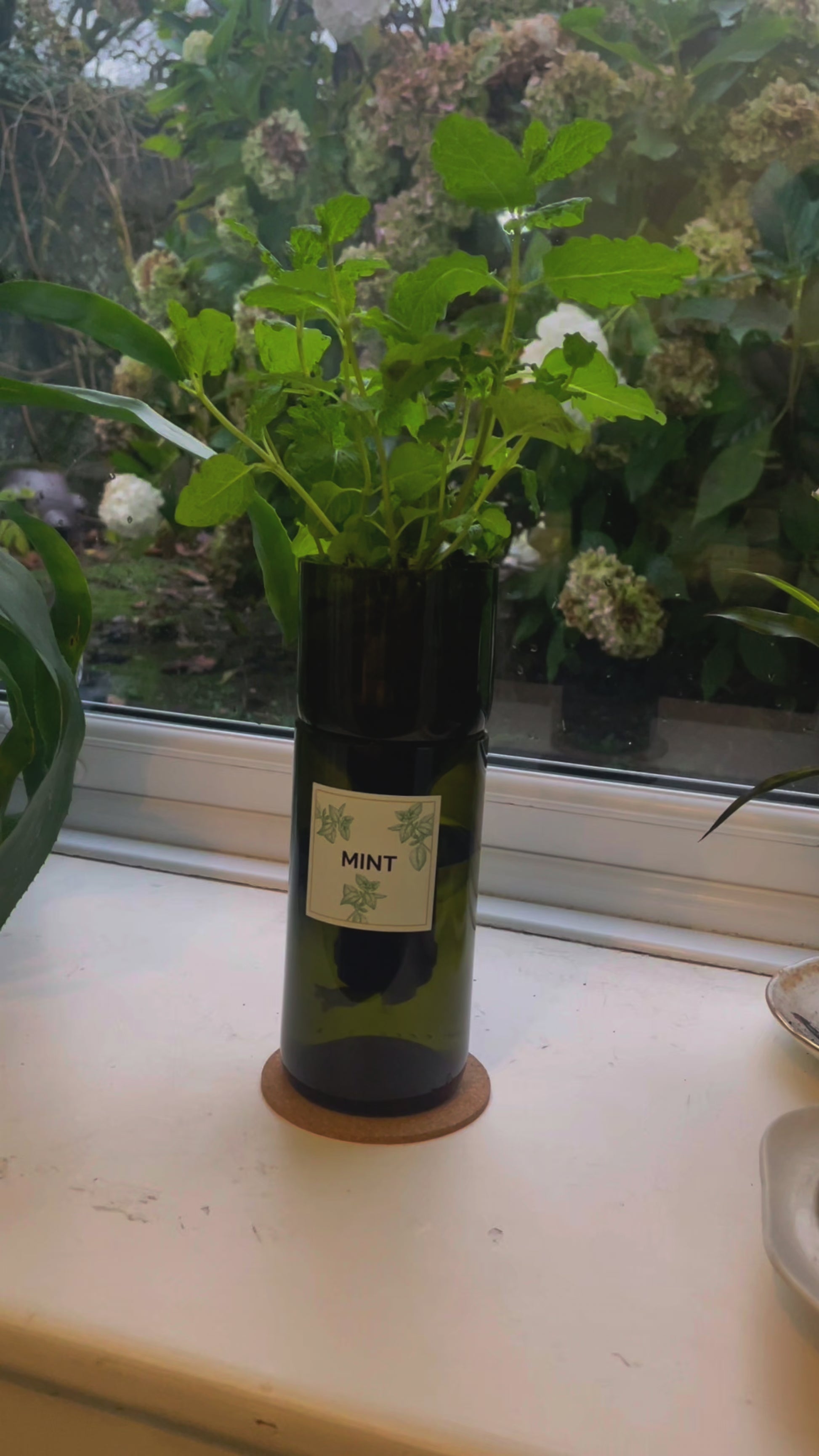 Instructional video showing how to set up and use a self-watering hydroponic herb planter made from an upcycled wine bottle to grow fresh basil, mint, chives and coriander indoors.