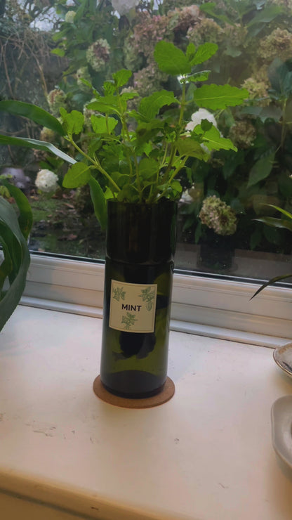 Instructional video showing how to set up and use a self-watering hydroponic herb planter made from an upcycled wine bottle to grow fresh basil, mint, chives and coriander indoors.