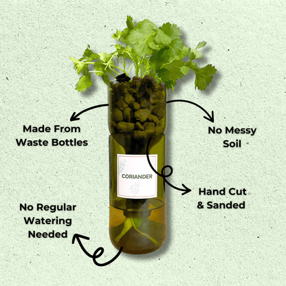 Self-watering herb planter made from an upcycled wine bottle, growing coriander with a hydroponic system – no soil, no regular watering needed, hand-cut and sanded eco-friendly design.