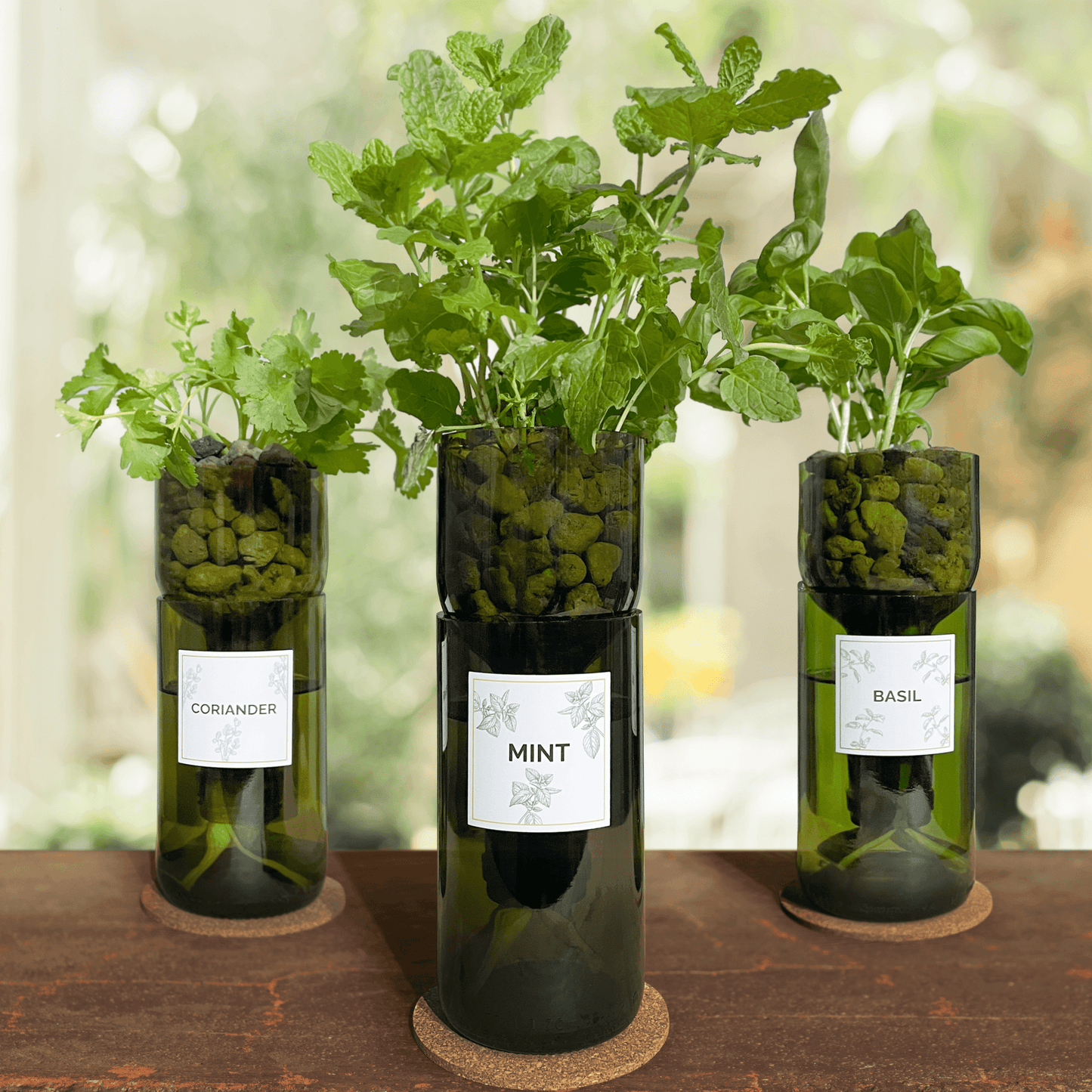 Self-watering hydroponic herb planters made from upcycled wine bottles growing fresh basil, mint, and coriander indoors on a windowsill.